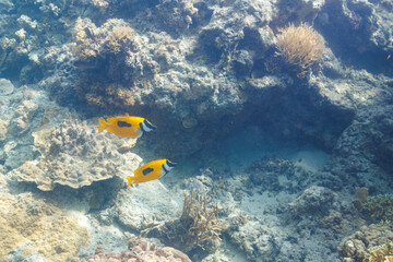 Obraz premium 素晴らしいサンゴ礁の美しいヒフキアイゴ（アイゴ科）と美しいツノダシ（ツノダシ科）他。 圧倒的に大規模な素晴らしく美しいサンゴ礁。沖縄県島尻郡座間味村阿嘉島の阿嘉ビーチにて。 2021年4月28日水中撮影。 Mysterious Blotched foxface (Siganus unimaculatus) and Moorish Idol juvenile (Zanclus cornutus)