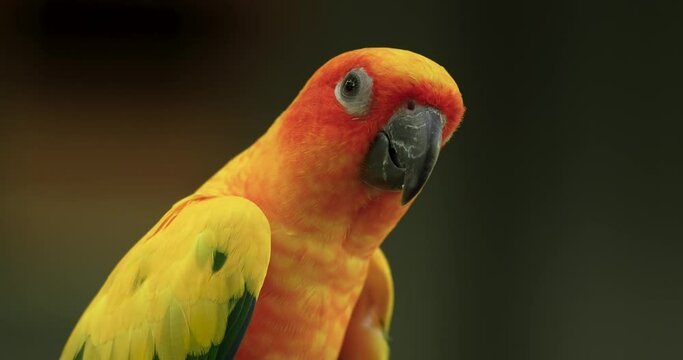The sun parakeet (Aratinga solstitialis), also known in aviculture as the sun conure, is a medium-sized, vibrantly colored parrot. High definition shot at 4K, Slow motion video footage.