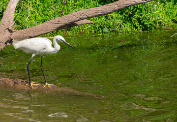 Obraz premium little egret, (Egretta garzetta), on a large tree trunk in the water, with vegetation backround, in Tenerife, Canary islands 