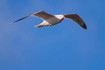 yellow-legged gull, (Larus michahellis), flying with blue sky background, Tenerife, Canary islands 