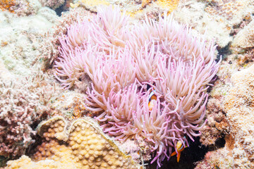 Naklejka na ściany i meble 素晴らしいサンゴ礁の美しいイソギンチャクと可愛いクマノミ（クマノミ亜科）の一家。 圧倒的に大規模な素晴らしく美しいサンゴ礁。沖縄県島尻郡座間味村阿嘉島の阿嘉ビーチにて。 2021年4月28日水中撮影。 Lovely family of Yellowtail clownfish (Amphiprion clarkii) and beautiful Sea anemone and others i