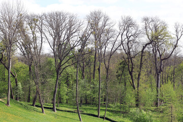 Trees and green grass on a hill in the park