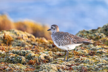 Grey plover in non-breeding plumage,  (Pluvialis squatarola), walking on seaweed at low tide, in...
