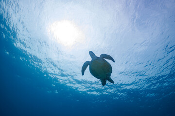 素晴らしいサンゴ礁の水面を息継ぎをするためにゆったり泳ぐ大きく美しいアオウミガメ（ウミガメ科）のシルエット
圧倒的に大規模な素晴らしく美しいサンゴ礁。

沖縄県島尻郡座間味村阿嘉島の阿嘉ビーチにて。
2021年4月28日水中撮影。
A silhouette of the large and beautiful Green Turtle, Green Sea Turtle (Chelonia myd