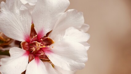 Close up pretty white almond blossom with copy space. Floral background fruit tree blooms in springtime banner.