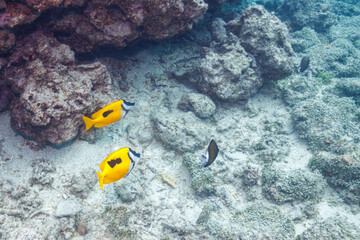 素晴らしいサンゴ礁の美しいヒフキアイゴ（アイゴ科）他。
圧倒的に大規模な素晴らしく美しいサンゴ礁。

沖縄県島尻郡座間味村阿嘉島の阿嘉ビーチにて。
2021年4月28日水中撮影。
The Beautiful Blotched foxface (Siganus unimaculatus) and others in Wonderful coral reefs.
