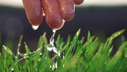 Agriculture. hand water one green wheat in the soil field water drops irrigation. agriculture...