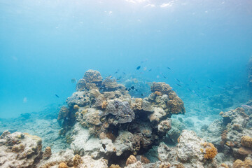 美しい白砂のビーチとサンゴの美しいクマササハナムロ（タカサゴ科）、アマミスズメダイ（スズメダイ科）他の群れ。
圧倒的に大規模な素晴らしく美しいサンゴ礁。

沖縄県島尻郡座間味村阿嘉島の阿嘉ビーチにて。
2021年4月28日水中撮影。
The Beautiful schools of Dark-banded fusilier (Pterocaesio tile) and Stout chromis 