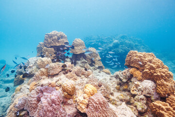 美しい白砂のビーチとサンゴの美しいクマササハナムロ（タカサゴ科）、アマミスズメダイ（スズメダイ科）他の群れ。
圧倒的に大規模な素晴らしく美しいサンゴ礁。

沖縄県島尻郡座間味村阿嘉島の阿嘉ビーチにて。
2021年4月28日水中撮影。
The Beautiful schools of Dark-banded fusilier (Pterocaesio tile) and Stout chromis 