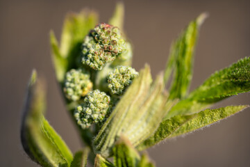 bud of a plant