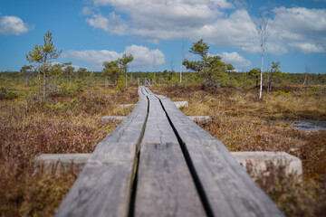 wooden bridge over the swamp