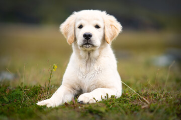 A golden retriever puppy looking forwards