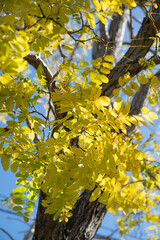 Robinia pseudoacacia or false acacia tree with fresh yellow green leaves at blue sky with sun