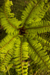 Spring forest details landscape