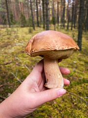 A man holds a large boletus in his hand in a sunny autumn forest, photo landscape