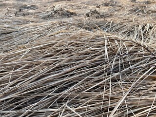 Yellow withered grass in early spring. Close-up photo.