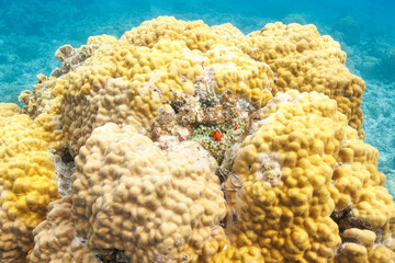 素晴らしいサンゴ礁の美しいイソギンチャクと可愛いハマクマノミ（クマノミ亜科）の一家。
圧倒的に大規模な素晴らしく美しいサンゴ礁。

沖縄県島尻郡座間味村阿嘉島の阿嘉ビーチにて。
2021年4月28日水中撮影。
Lovely family of Tomato clownfish (Amphiprion frenatus) and beautiful Sea anemone and others in