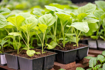 Selecting seedlings for spring planting in your own garden.