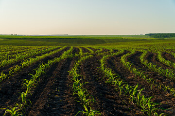 A large agricultural field with corn plants. Growing corn on an industrial scale. Agricultural...