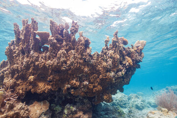 逆光の素晴らしいサンゴ礁の美しいデバスズメダイ（スズメダイ科）の群れ他。
圧倒的に大規模な素晴らしく美しいサンゴ礁。

沖縄県島尻郡座間味村阿嘉島の阿嘉ビーチにて。
2021年4月28日水中撮影。
The Beautiful schools of Blue green damselfish, Blue green chromis (Chromis viridis) and others on a 