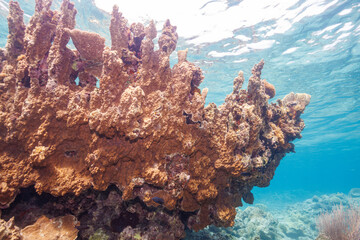 素晴らしいサンゴ礁の城壁のような不思議なサンゴ群生。
圧倒的に大規模な素晴らしく美しいサンゴ礁。

沖縄県島尻郡座間味村阿嘉島の阿嘉ビーチにて。
2021年4月28日水中撮影。
Wonderful coral reef wall-like strange coral colonies.
