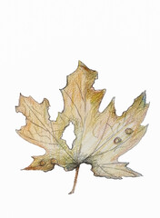 Pencil illustration, old, autumn, maple leaf
