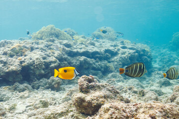 Fototapeta na wymiar 素晴らしいサンゴ礁の美しいヒフキアイゴ（アイゴ科）とヒレナガハギ（ニザダイ科）他。 圧倒的に大規模な素晴らしく美しいサンゴ礁。沖縄県島尻郡座間味村阿嘉島の阿嘉ビーチにて。 2021年4月28日水中撮影。 Mysterious Blotched foxface (Siganus unimaculatus) and Sailfin tang (Zebrasoma veliferum) and ot