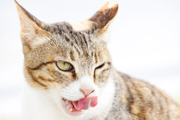 島の守り神の美しい猫たち。
Beautiful cats, the guardians of the island.
日本国沖縄県島尻郡慶良間諸島の阿嘉島にて。
2021年4月28日撮影。


At Aka Island, Kerama Islands, Shimajiri-gun, Okinawa, Japan.
Photographed on April 28, 2021.
