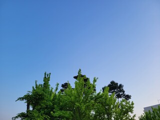 Sky tree 
