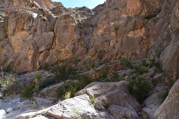 Fototapeta na wymiar Rocky canyon with small plants growing on rocks. Big Bend National Park, Texas