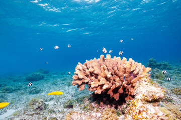 素晴らしいサンゴ礁の可愛いサンゴに住む美しいミスジリュウキュウスズメダイ（スズメダイ科）の群れ他。

沖縄県島尻郡座間味村阿嘉島の北浜（ニシバマ）ビーチにて。
2021年4月29日水中撮影。

Schools of beautiful Whitetail dascyllus and others living in the lovely coral on the beautiful in Wond