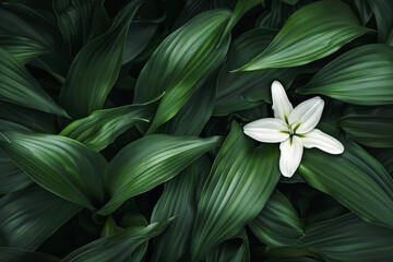 A Single White Lily Visible Among Deep Green Leaves, with Smooth Side Lighting Emphasizing Its Elegant Shape