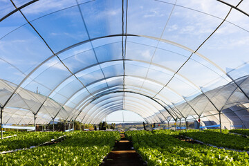 Rows of green plants growing inside long, transparent tunnel hydroponic greenhouse, in hydroponic gr