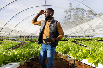 African American young male farmer holding tablet, looking out over hydroponic farm in greenhouse