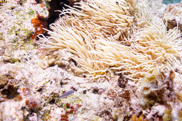 Naklejka na ściany i meble 素晴らしいサンゴ礁の美しいイソギンチャクと可愛いクマノミ（クマノミ亜科）の一家。 圧倒的に大規模な素晴らしく美しいサンゴ礁。沖縄県島尻郡座間味村阿嘉島の阿嘉ビーチにて。 2021年4月29日水中撮影。 Lovely family of Yellowtail clownfish (Amphiprion clarkii) and beautiful Sea anemone and others i