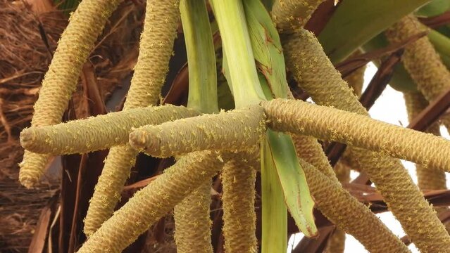 Palmyra tree flowers . fruit .