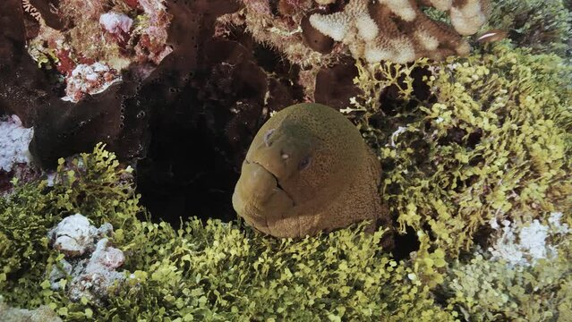 Close shot of a green moray eel on a tropical coral reef, tuamotu archipelage, french polynesia, tahiti, south pacific ocean