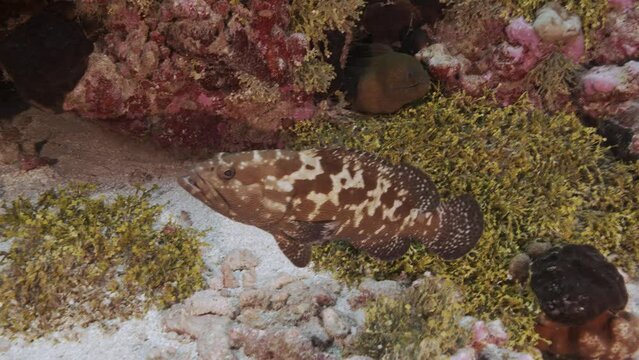 Marbled grouper and green moray eel with cleaner wrasse on a tropical coral reef, tuamotu archipelage, french polynesia, tahiti, south pacific ocean. Camera approaches moray eel