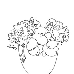 beautiful geranium flowers in a vase, contour drawing