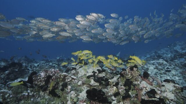 large school of red silver goggle eye fish moving in clear water over a tropical coral reef, Tuamotu archipelago, french polynesia, south pacific. Other tropical reef fish in the background