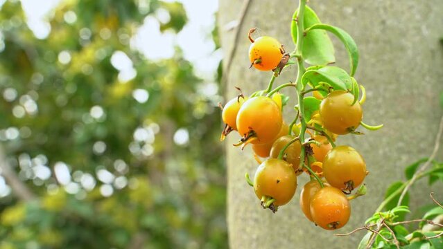 Stunning shot of barbados gooseberry hanging on vine ripe and ready for harvest tropical fruit botanical garden
