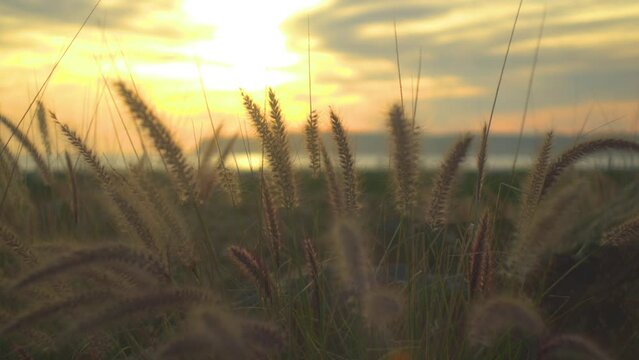 stunning close up shot of wheat blowing in the wind during sunset on the beach as the camera makes a slow dolly to the left.
