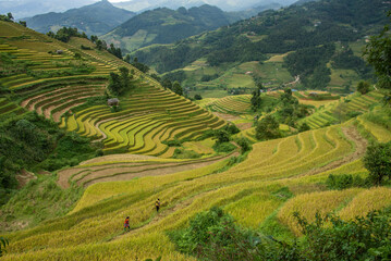 The beautiful rice terraces of Mu Cang Chai, Yen Bai, Vietnam