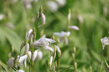 春の花壇に咲く白いクチベニシランの花