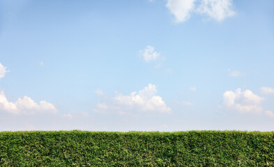 Row of green bamboo fence and clear blue sky and cloud at high. Landscape at outdoor include space, light of nature, sunlight. Bright blue color at day in autumn for scene, background and wallpaper.