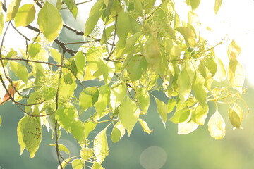 逆光に照らされて輝く新緑のクスノキの葉