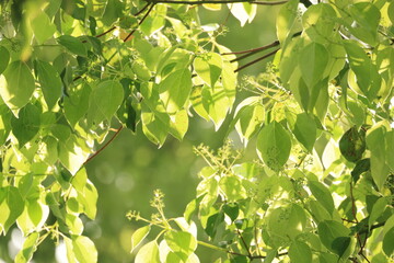 逆光に照らされて輝く新緑のクスノキの葉