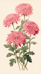 Traditional japanese pink Chrysanthemums chrysanths flower dahlia.