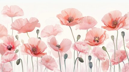 Poppies with Pale Pink Pattern