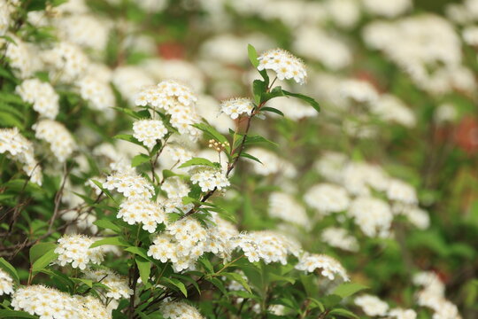 Reeves Spirea
